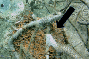 Screenshot 2026-03-13 at 00.27.29