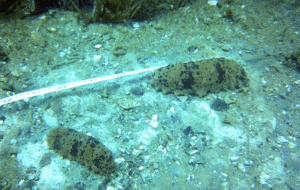 Screenshot 2026-03-13 at 00.28.27